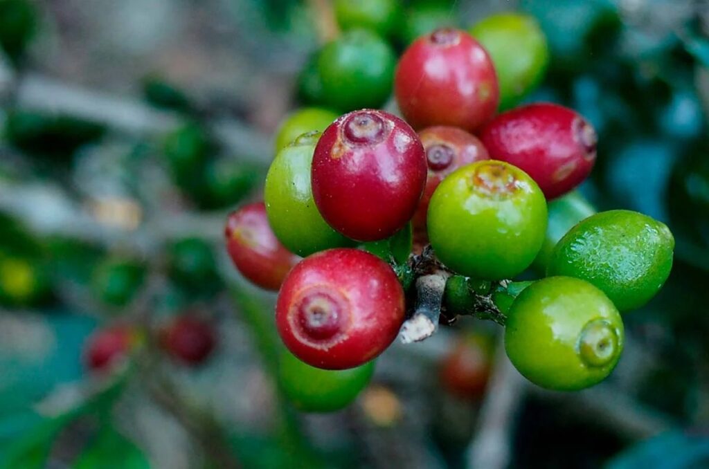 Chinaksen Expands Premium Coffee Export Portfolio with Diverse Ethiopian Origins